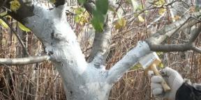 When to whitewash trees and how to do it right