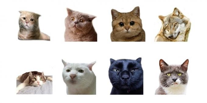Stickers: Animal Photo Emoji
