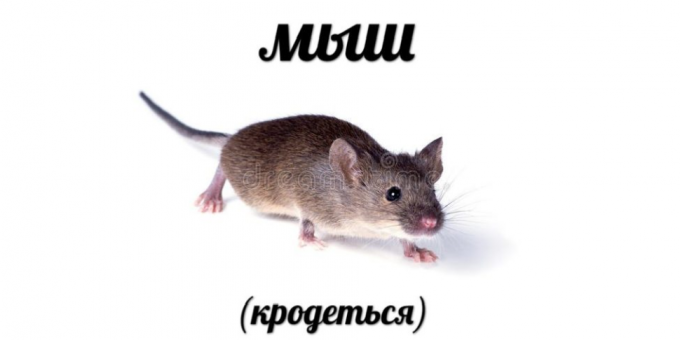 Top searches in 2018: Mouse (krodotsya)