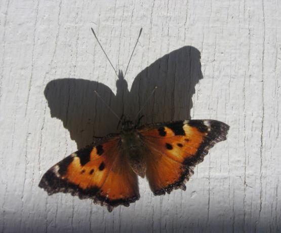 Butterfly casts a shadow