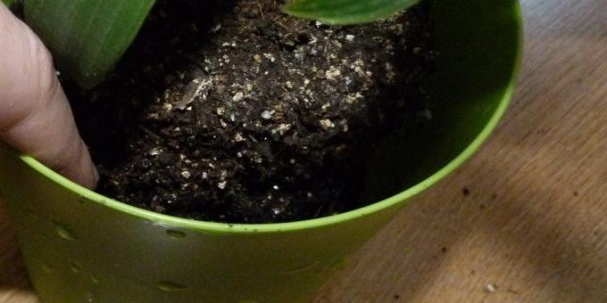 How to repot indoor plants: Move into a new pot, the bottom of which expanded clay and a bit of land