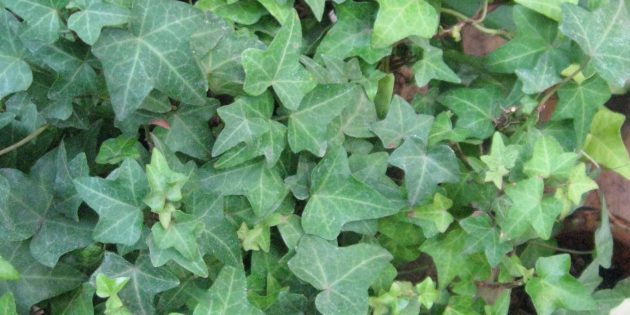 Shade houseplants: Hedera (ivy)