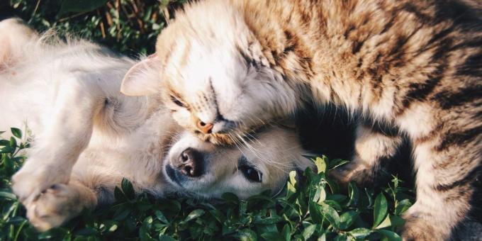 Maine Coon: character