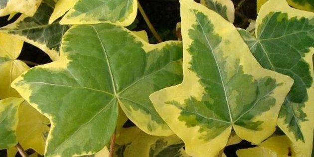Shade houseplants: Hedera (ivy yellow ripple)