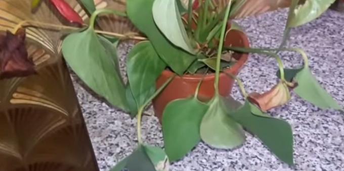How to treat anthurium, if the leaves droop and lose elasticity