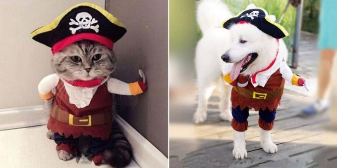 Christmas costumes for dogs and cats: Fluffy Pirate