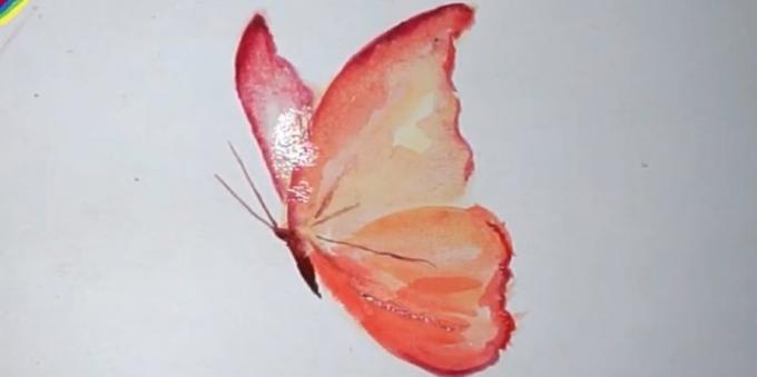How to draw a realistic butterfly colors
