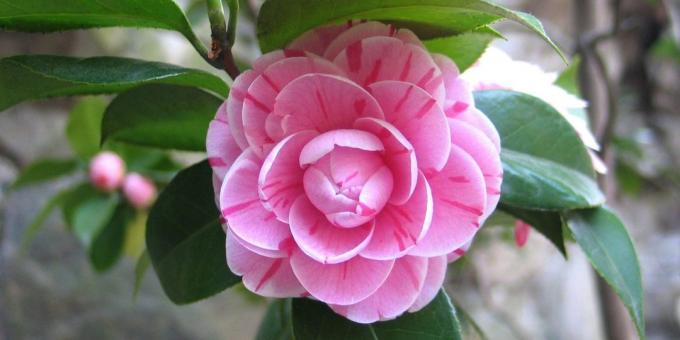 Undemanding houseplants: Japanese Camellia
