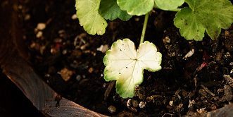 How to treat geranium leaves turn white if