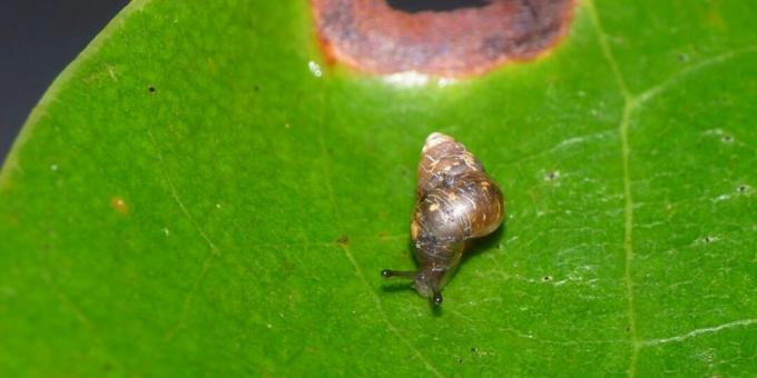 Scientific facts: some snails are able to avoid being digested by birds