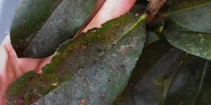 What to do if colors appeared mealybug: On the sugary secretions the pest develops over time sooty fungus