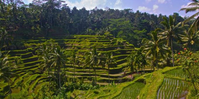 Asian territory knowingly attracts tourists: rice terraces Tegallalang, Indonesia