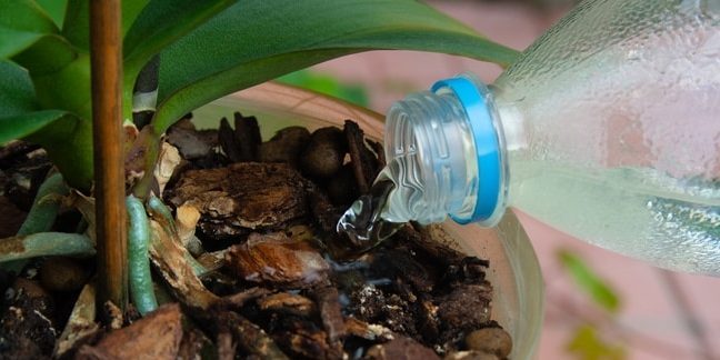 How to water the orchid: Try to get to the plant itself when water is poured