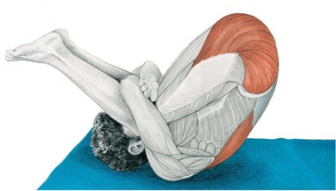 anatomy of stretching