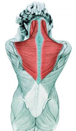 Anatomy of stretching: stretching the neck flexors