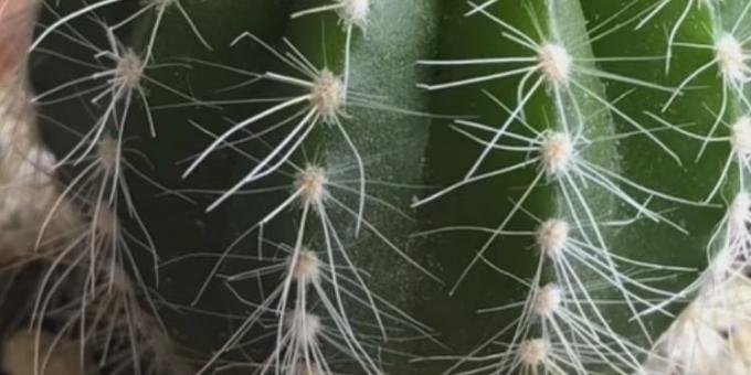 How to care for cacti: Spider mite