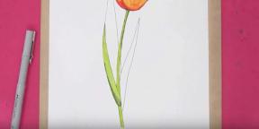 15 ways to draw beautiful tulips