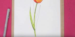15 ways to draw beautiful tulips