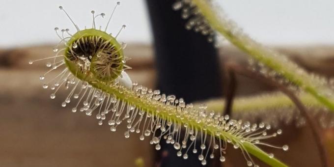 Sundew caught insect 