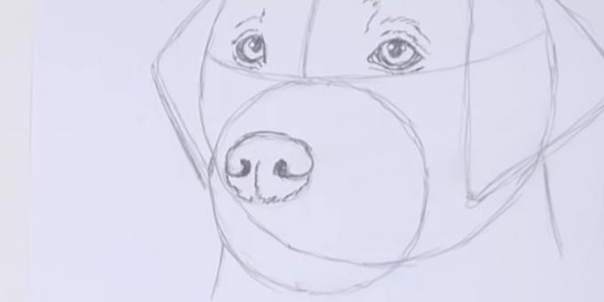 Draw the dog's nose
