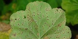How to treat a geranium if rust leaves