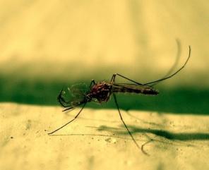 Protection from the "bloodsuckers": home remedies for mosquitoes and other vermin