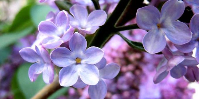 lilac flowers