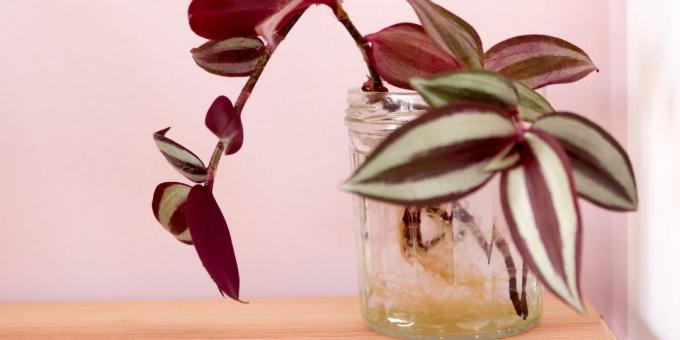 Young tradescantia with roots