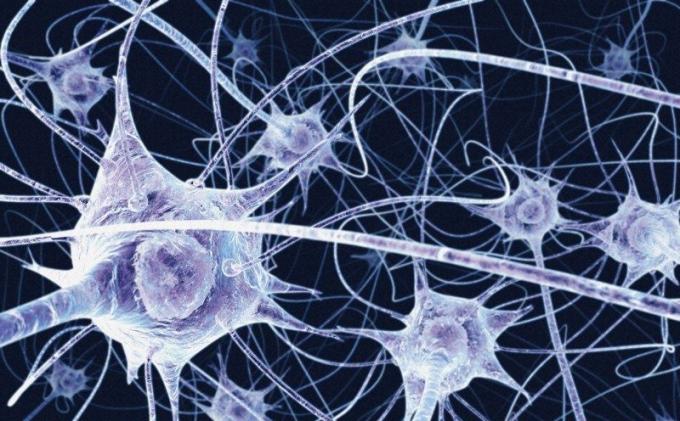 Nerve cells do not regenerate