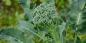 How to plant and care for broccoli for a good harvest