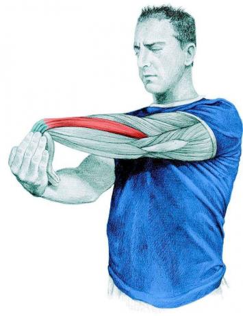 Anatomy of stretching: stretching the forearm extensors