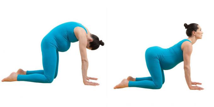 Yoga for pregnant women: Pose "cat-ox" (mardzhariasana-bitilasana)