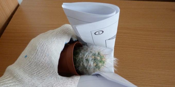 How to care for cacti: How to transplant a cactus