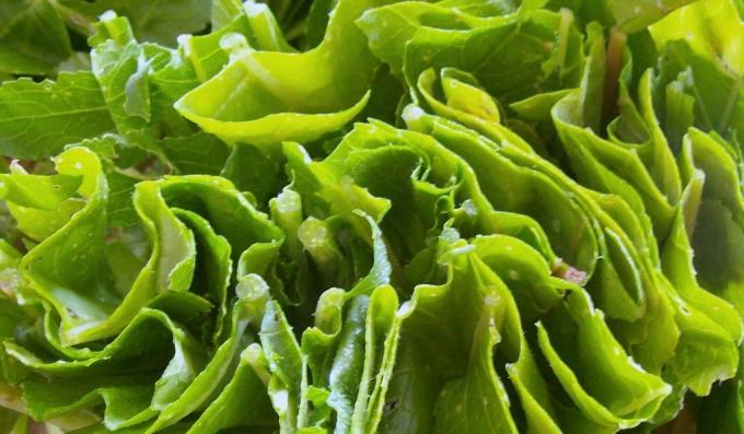healthy foods: leafy vegetables