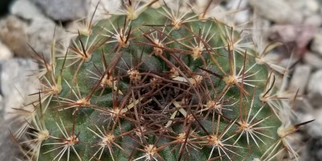 Rebutia