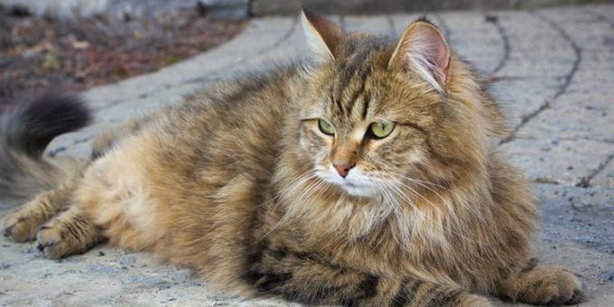 Large cat breeds: Siberian