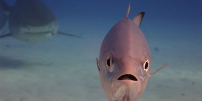 The most ridiculous photos of animals - fish