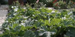 When to plant zucchini for seedlings and how to do it