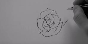 How to draw a rose of 20 different ways