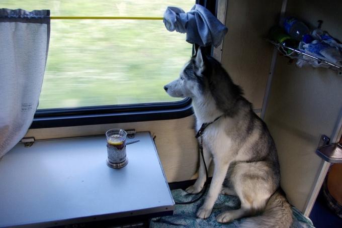 Transport of animals in the train