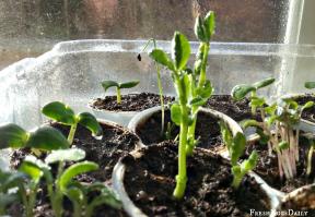 7 ways to use plastic bottles in the garden