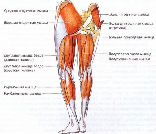 The muscles that help us to keep balance