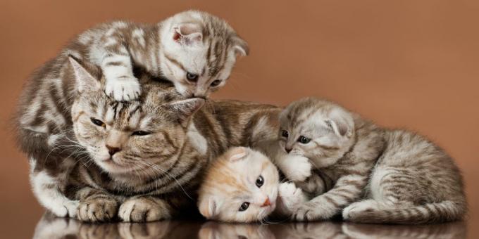 Scottish Fold: buying a kitten