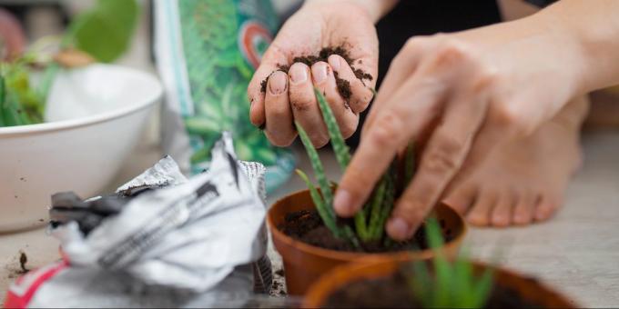 How to repot an aloe