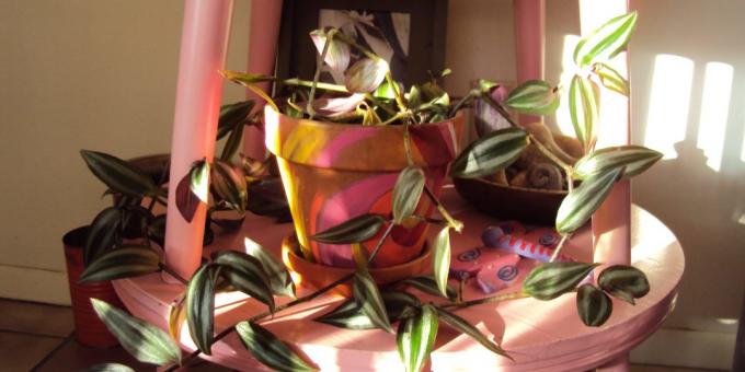 Tradescantia stretched with stems