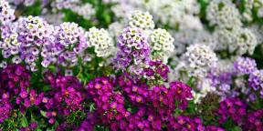 15 beautiful annuals that bloom all summer