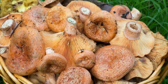 How and how much to cook mushrooms: raw mushrooms