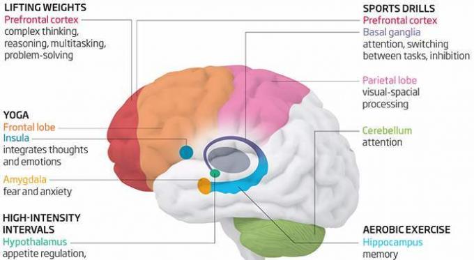 effects on the brain