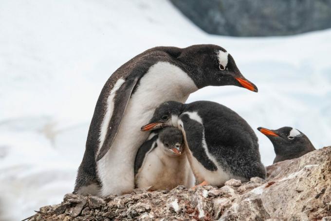 Antarctica: photos of penguins