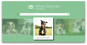 Fetch - innovation from Microsoft, which will pick up your dog in your photo